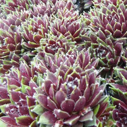 Bakker Sempervivum Silberkarneol joubarbe pot Ø 9cm soleil