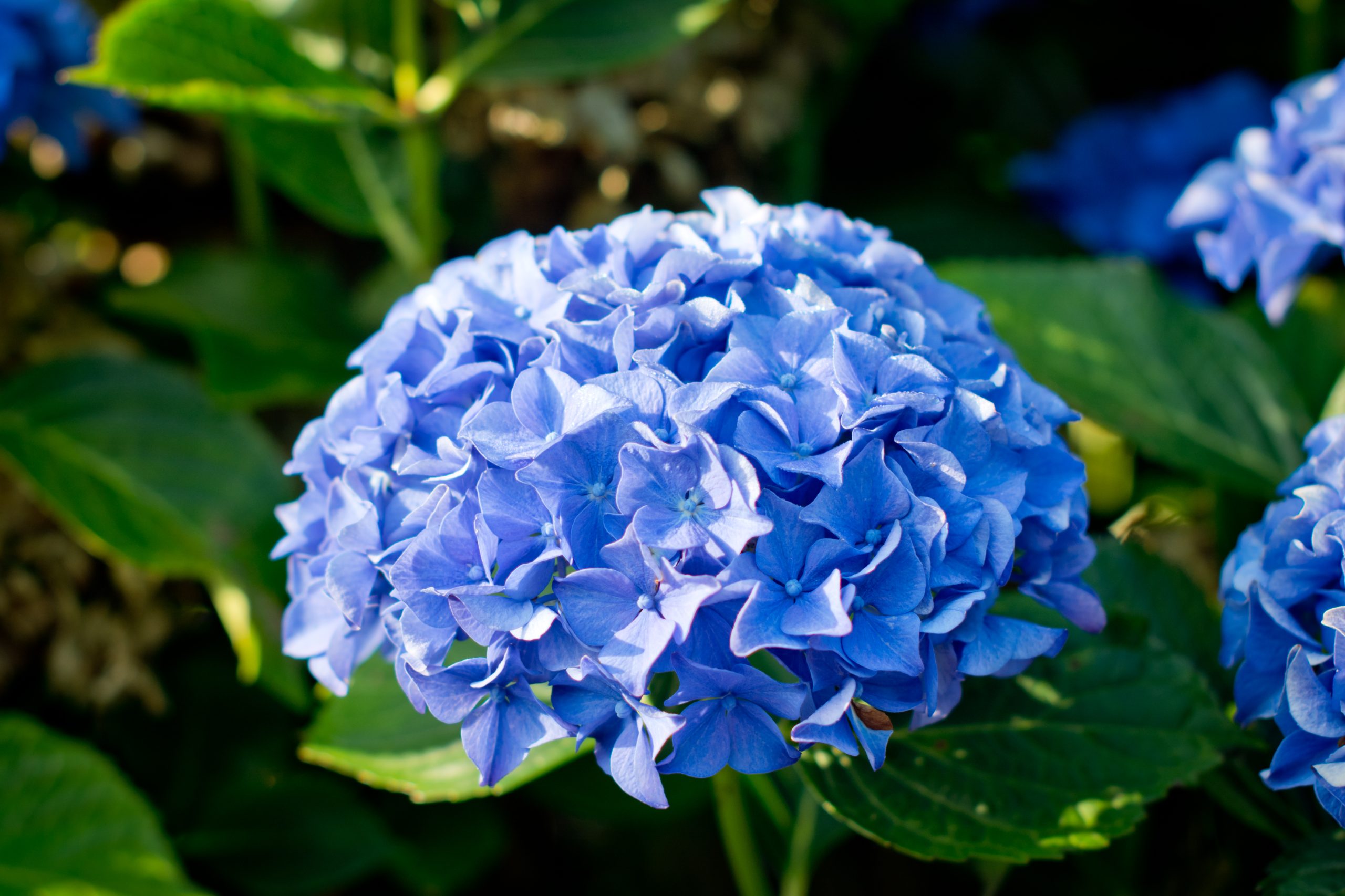 Hydrangea macrophylla Kuhnert hortensia fleurs rondes godet