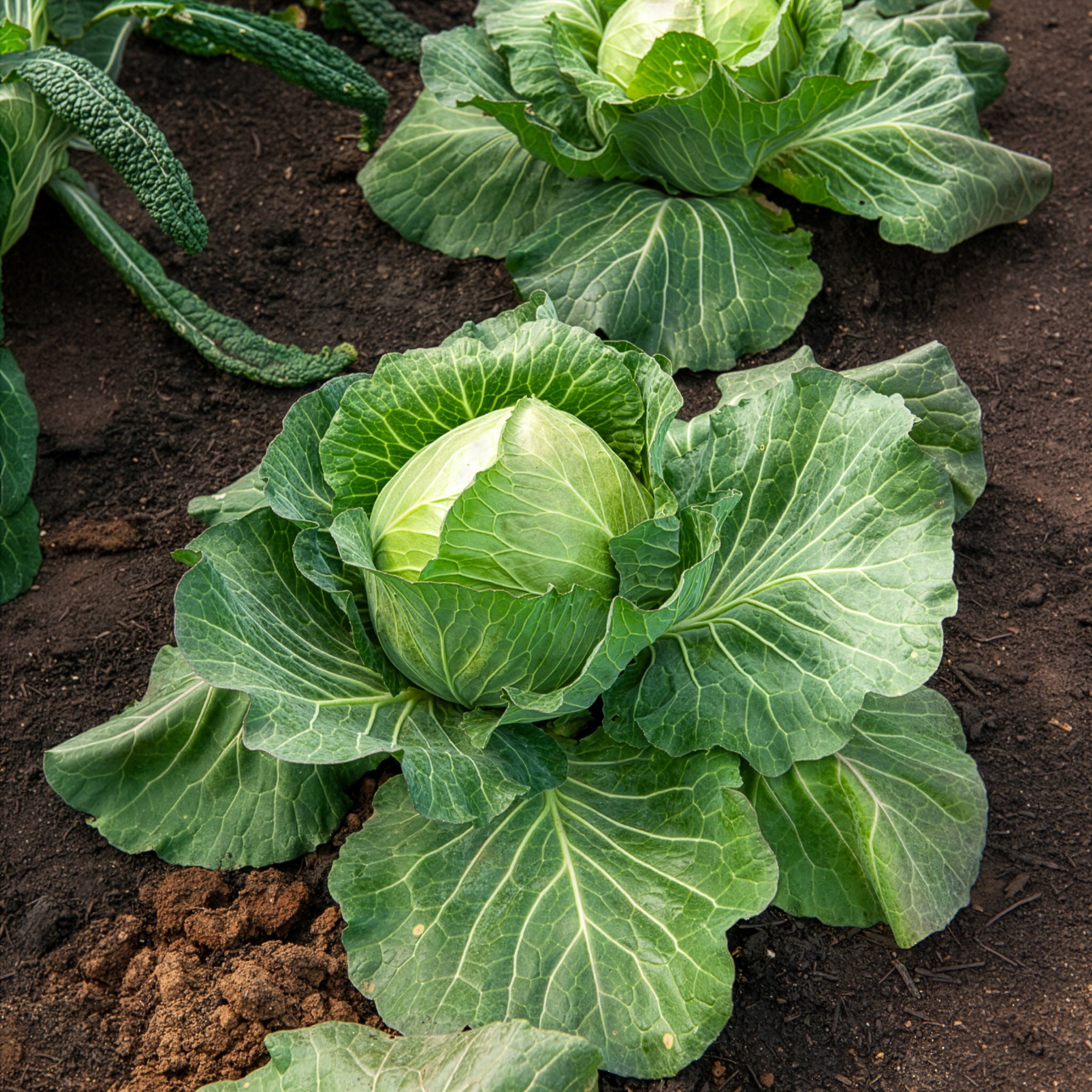 Bakker Chou cabus De Brunswick graines potager 1,2g
