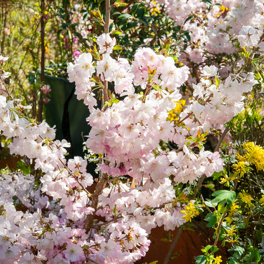 Bakker Accolade cerisier à fleurs pot 11cm rose précoce