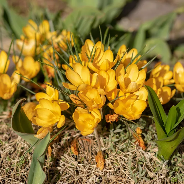 Bakker Crocus Mammouth jaune bulbes x15 précoce