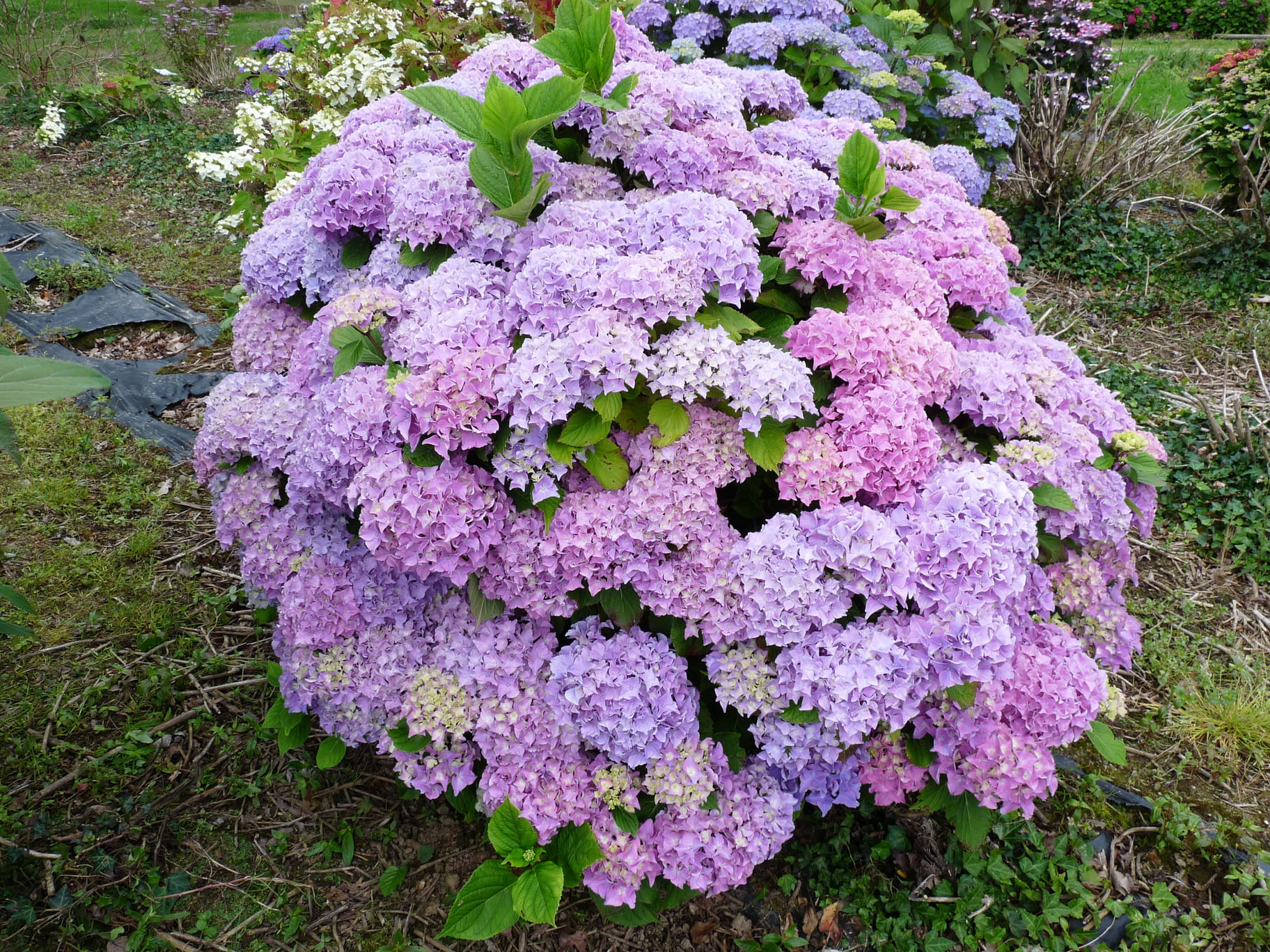 Les Hortensias du Haut Bois Floralia hortensia fleurs rondes godet
