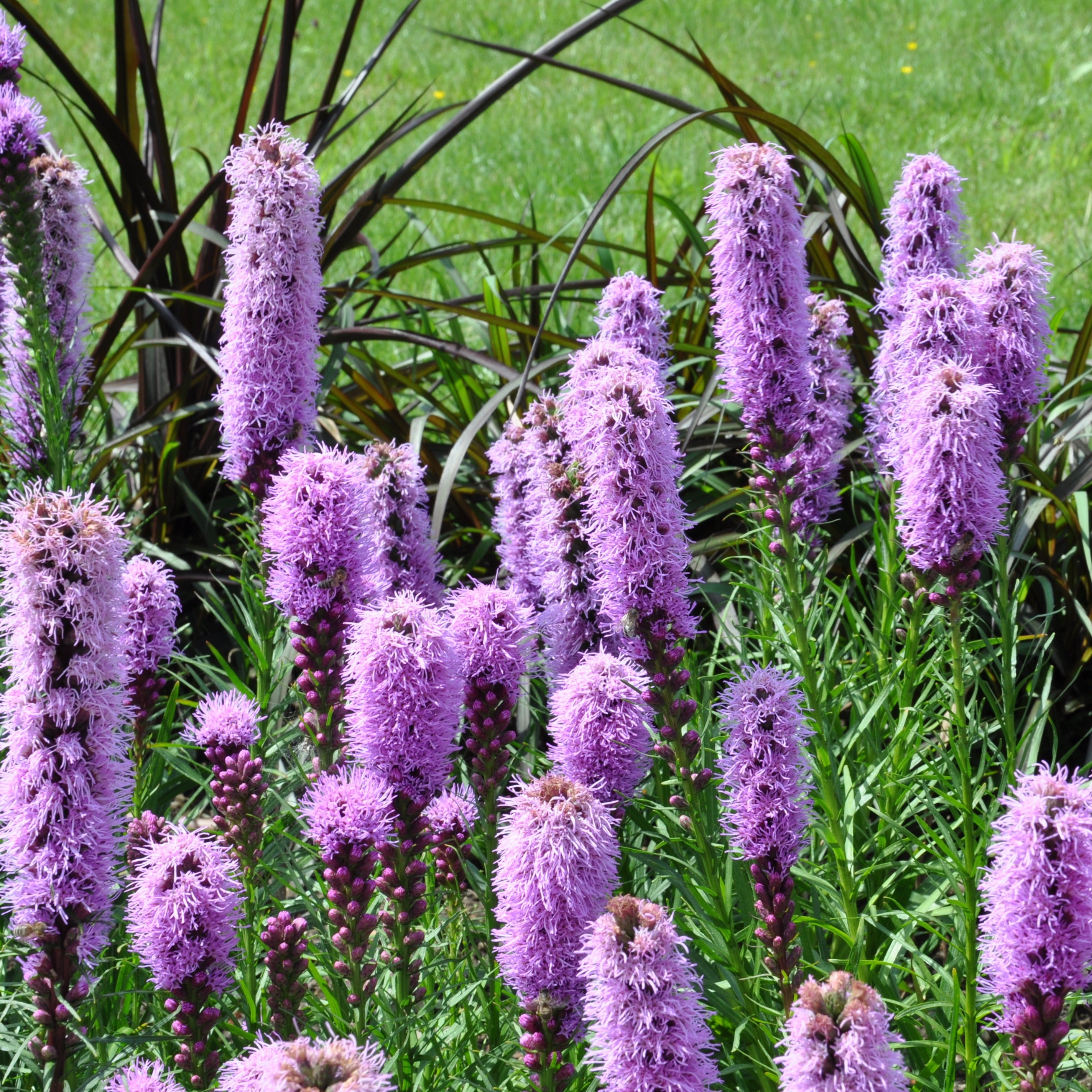 Bakker Collection 15 plantes vivaces racines nues 2 m²