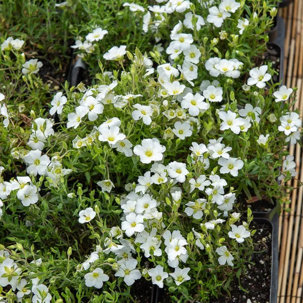 Bakker Sabline Mont Blanc plante vivace pot 8cm fleurs blanches