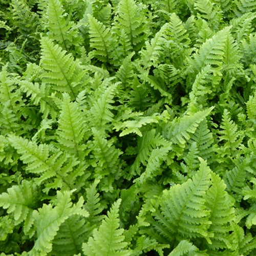 Bakker Fougère mâle Cristata vivace pot Ø9cm ombre