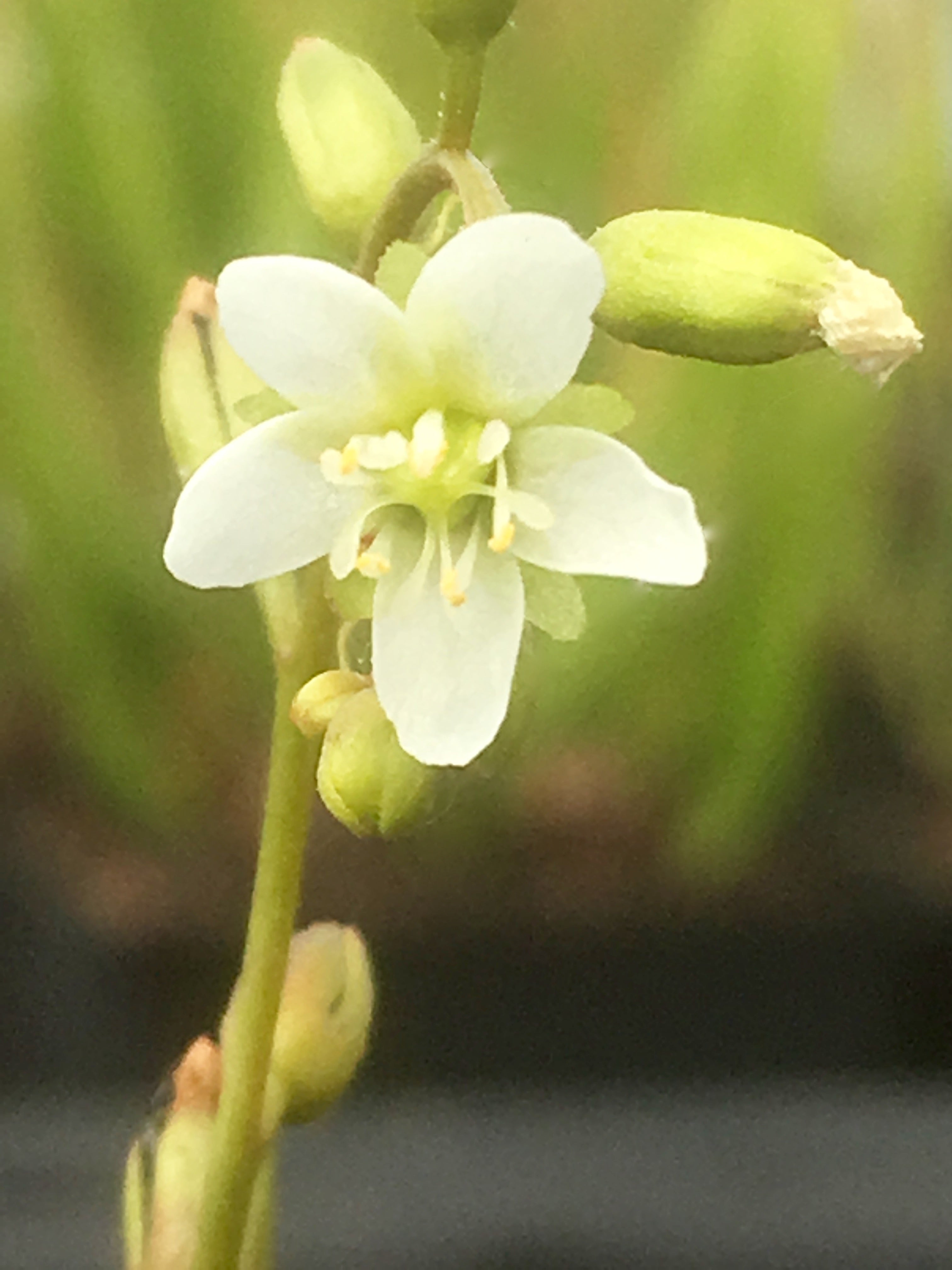 Carniflore Drosera x obovata plante carnivore pot 9cm fleur blanche