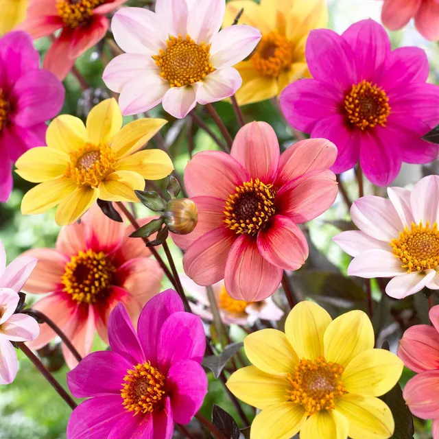 Bakker Dahlias HS Butterfly mélange bulbes 6 bulbes papillons