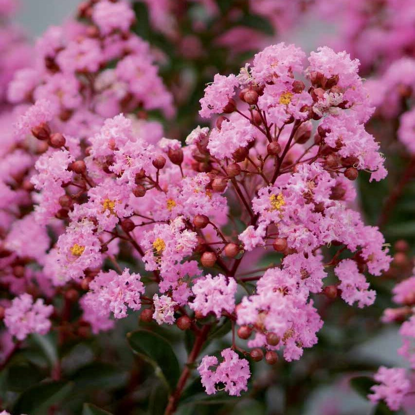 Bakker Lilas des Indes Eveline arbuste rose pot 1.5L floraison été