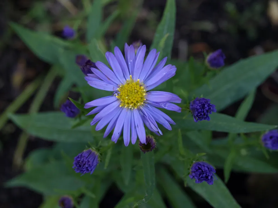 Passion Vivaces ASTER dumosus Herbstpurzel aster godet bleu mauve