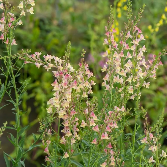 Passion Vivaces Linaria Peachy plante vivace godet pêche