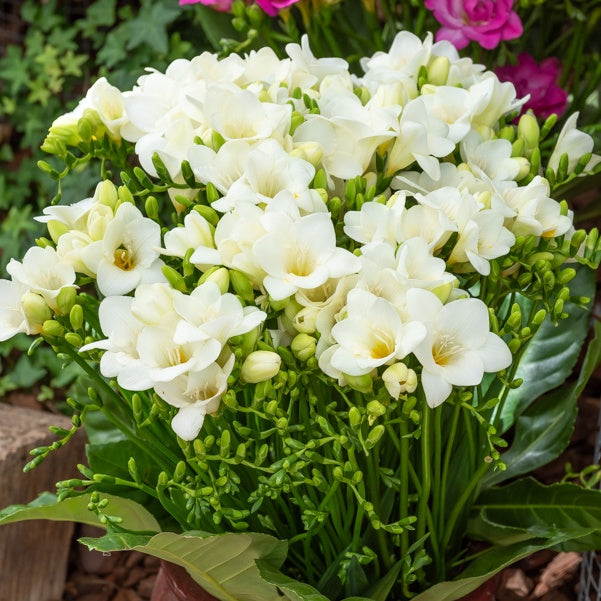 Bakker Bulbes à fleurs Freesia simple blanche bulbe sachet 15 parfumé