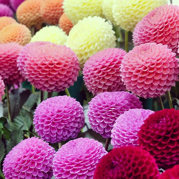 Bakker Dahlia pompon bulbe sachet 5 mélange couleur