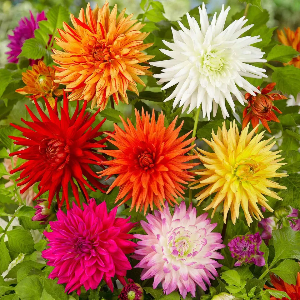 Bakker Dahlias cactus bulbes sachet x10 mélange coloré calibre II