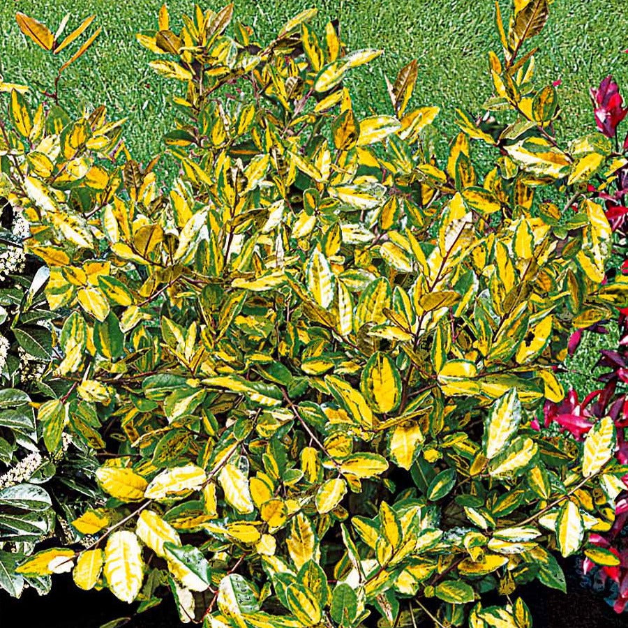 Bakker Eleagnus Pungens Maculata arbuste pot 1.5L doré persistant