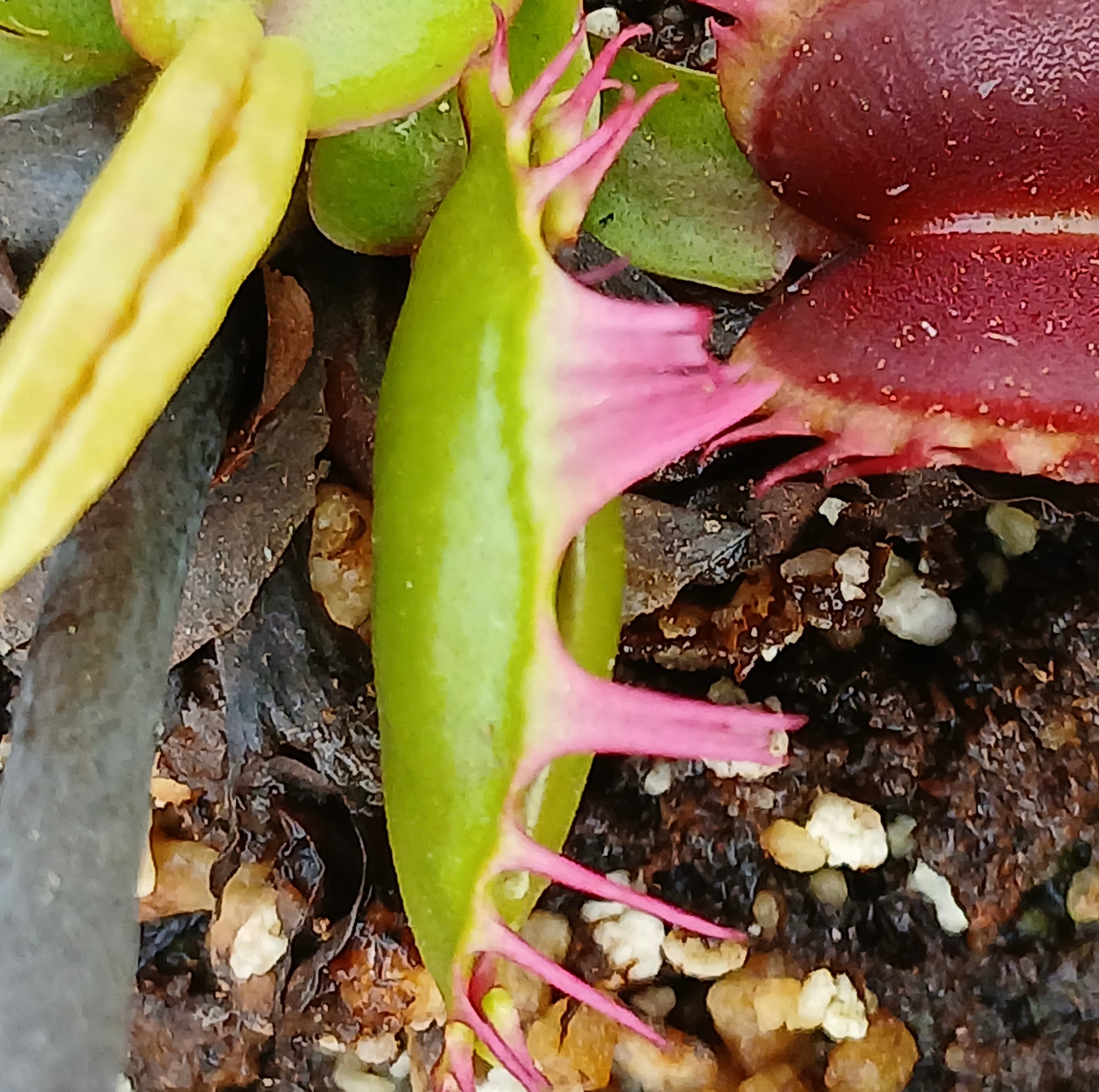 Carniflore Dionée Fused Tooth plante carnivore pot 9 cm