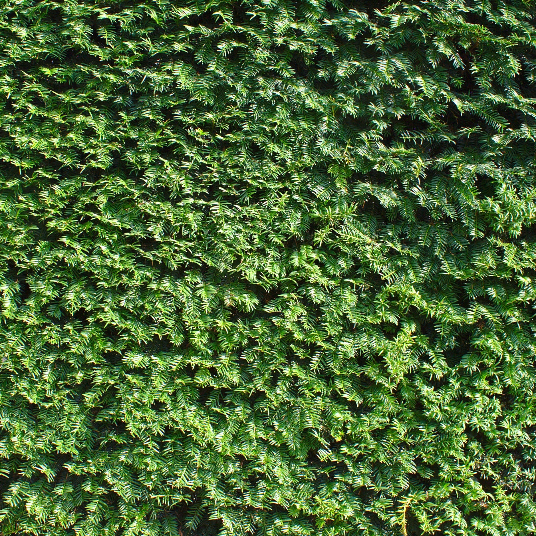 Bakker If commun Taxus baccata pot Ø 11cm haie persistante