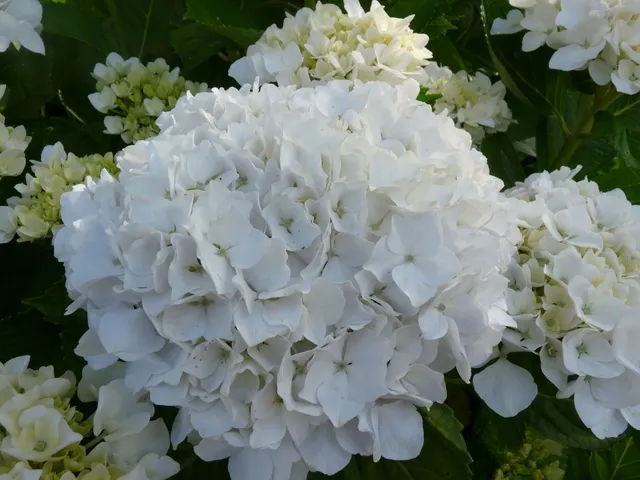 Les Hortensias du Haut Bois Bichon hortensia fleurs rondes blanc
