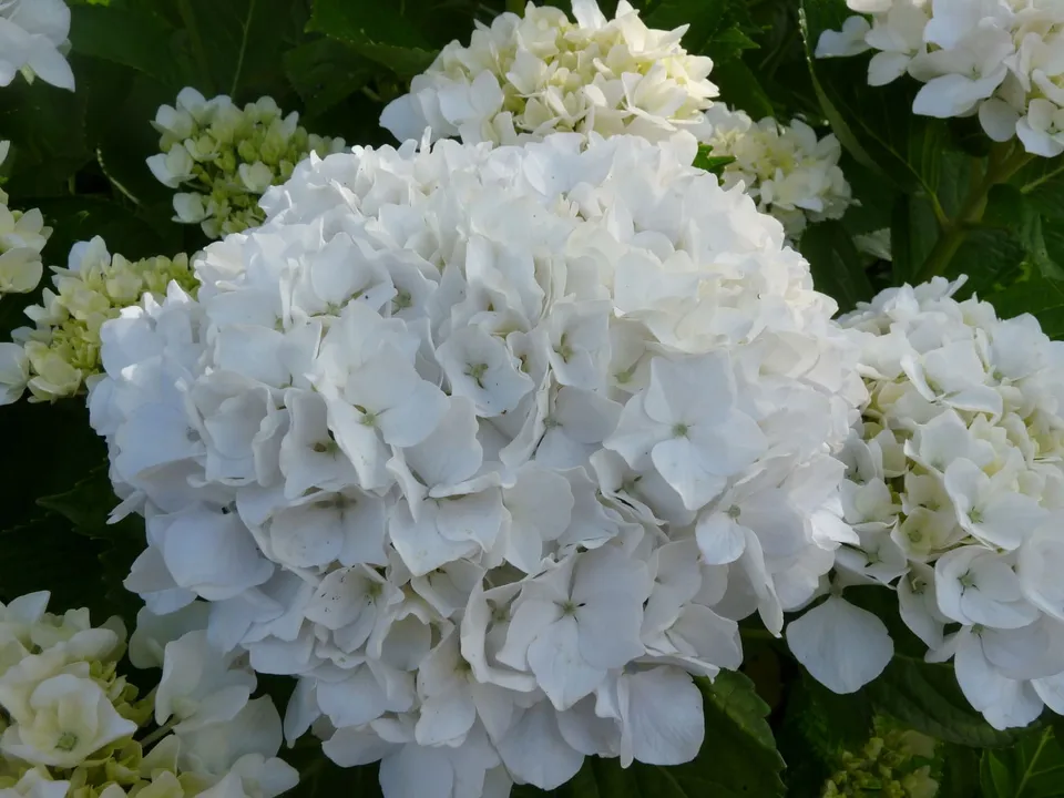 Les Hortensias du Haut Bois Bichon hortensia fleurs rondes blanc