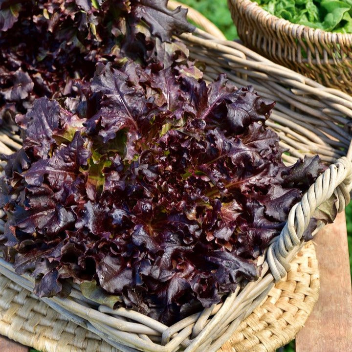 Bakker Potager Laitue Red Salad Bowl graines sachet 2g rouge