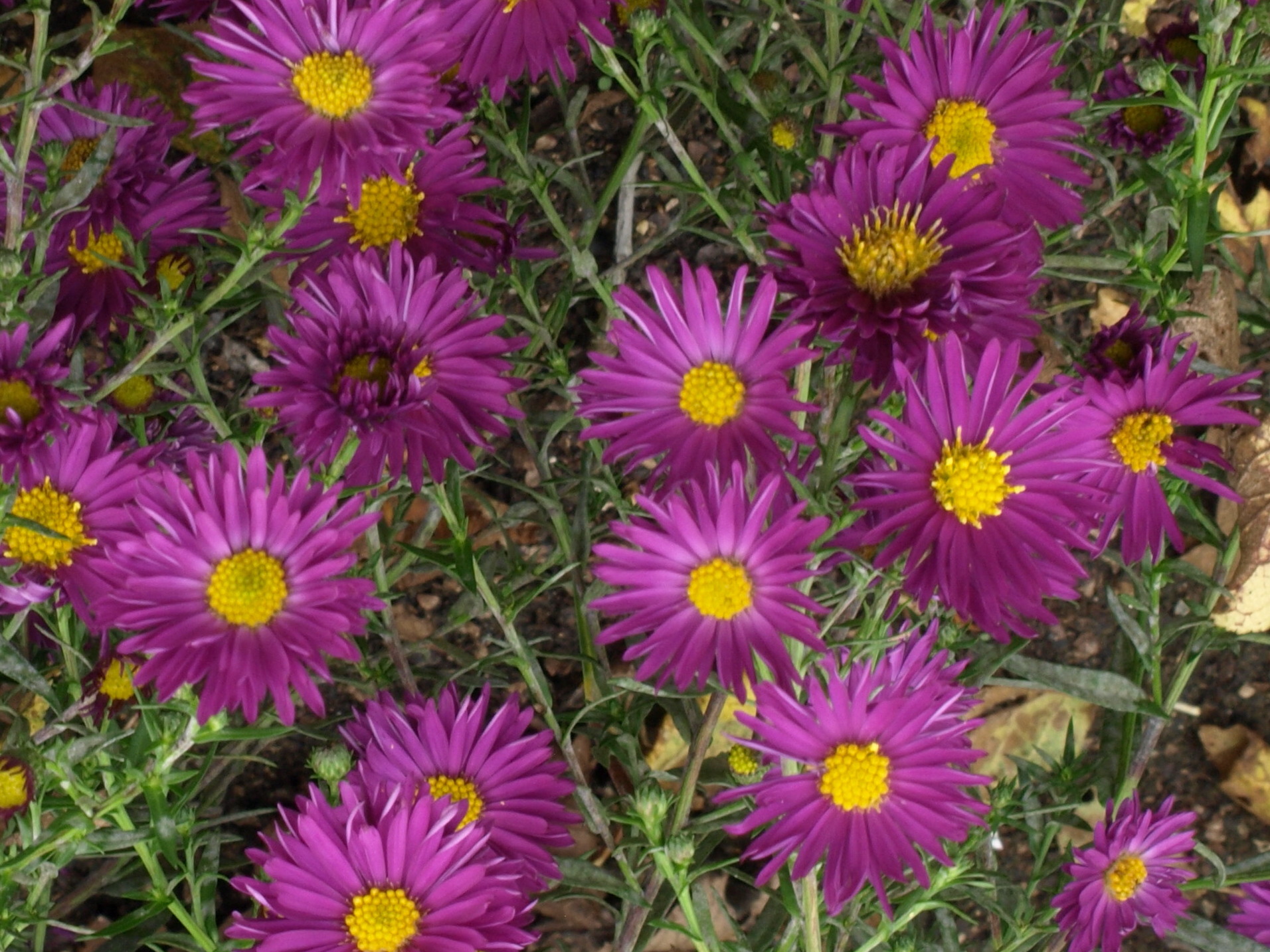 Aster Thundercloud plante vivace godet fleurs violettes