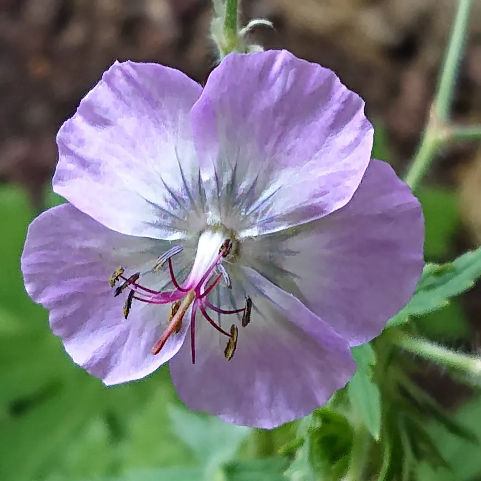 Passion Vivaces Geranium Walküre géranium bleu pot 1L