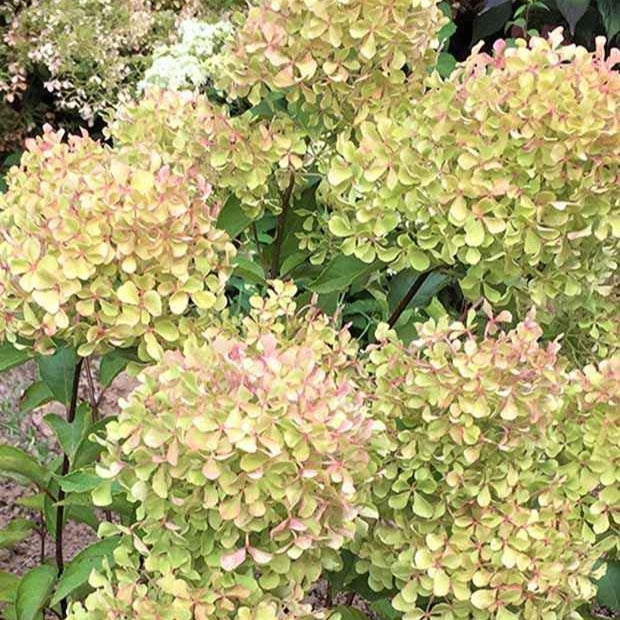 Bakker Hortensia Romantic Ace arbuste pot 8cm blanc crème