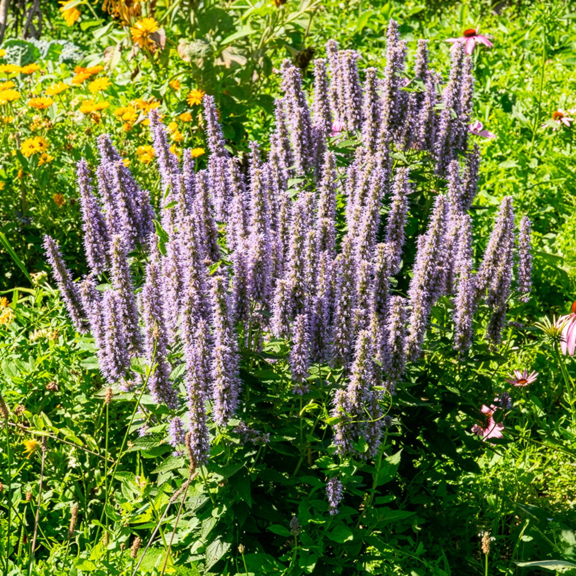 Bakker Agastache fenouil plante vivace violette pot 9cm