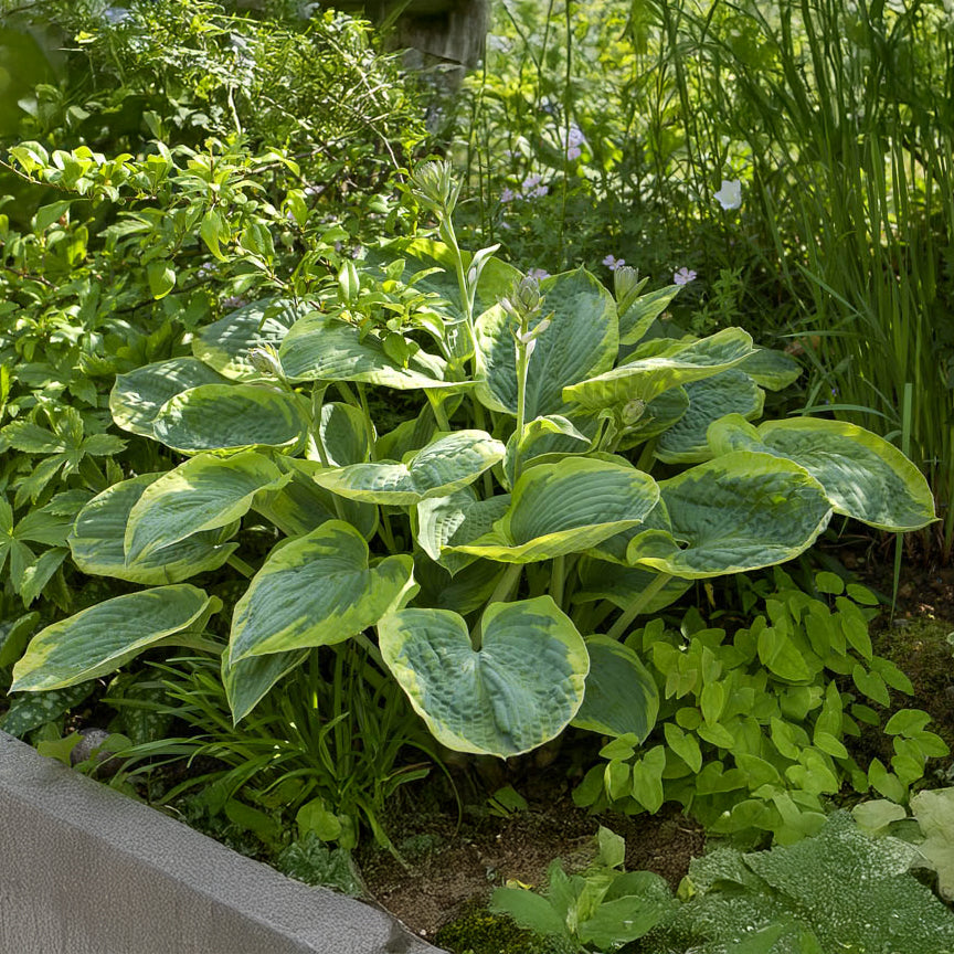 Bakker Hosta Frances Williams vivace pot 9cm marge jaune