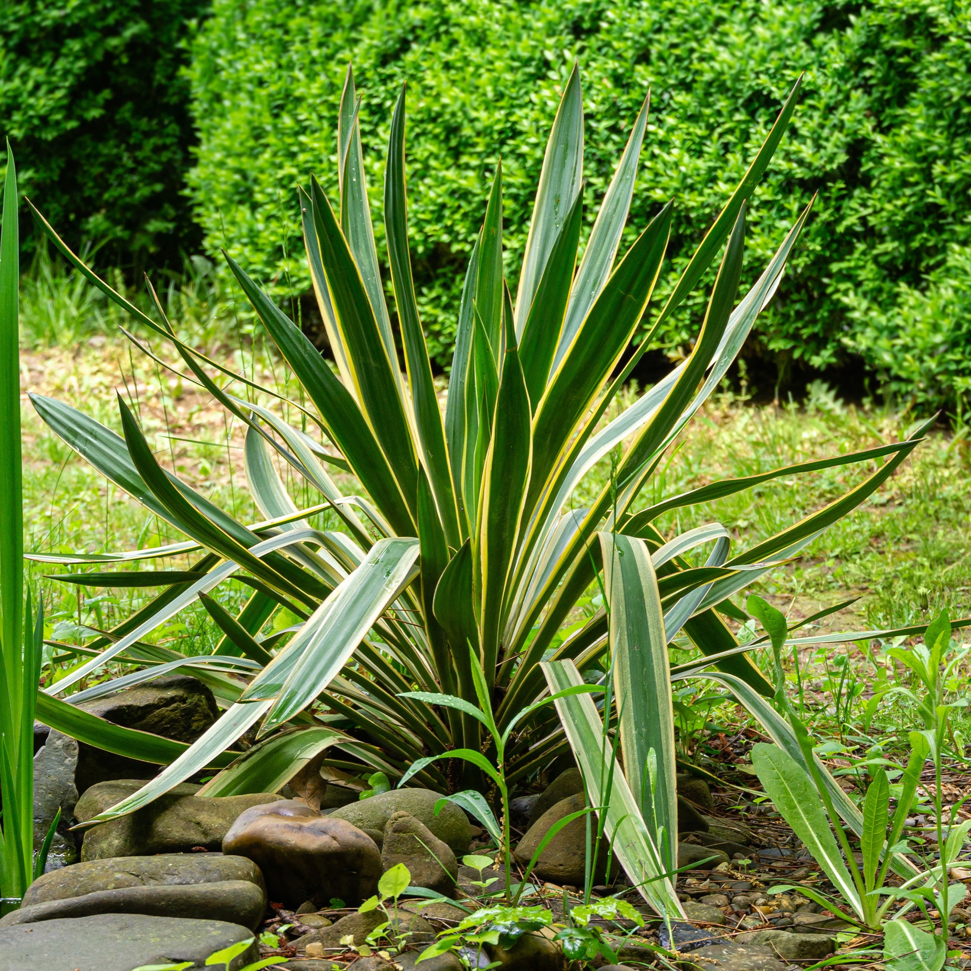 Bakker Yucca gloriosa Variegata arbuste panaché pot 11 cm