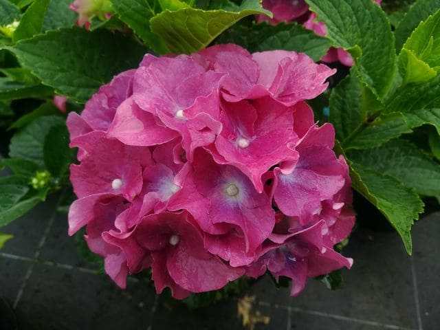 Les Hortensias du Haut Bois Bosco hortensia macrophylla godet