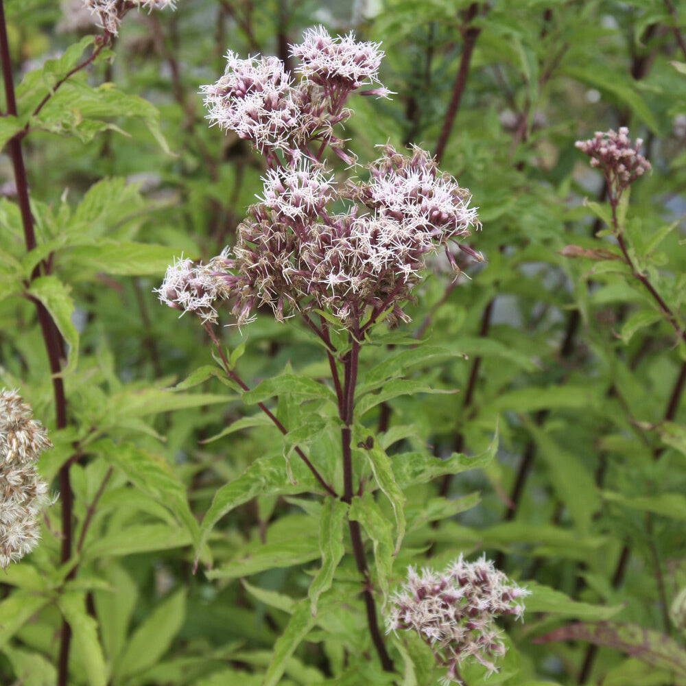 Bakker Eupatoire chanvrine plante vivace pot Ø 9cm