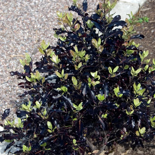 Bakker Pittosporum Tom Thumb arbuste godet Ø 9cm pourpre