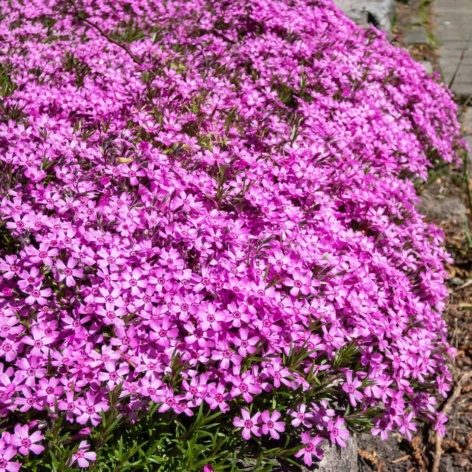 Bakker Phlox mousse rose pâle vivace 3 pots Ø9cm tapissant