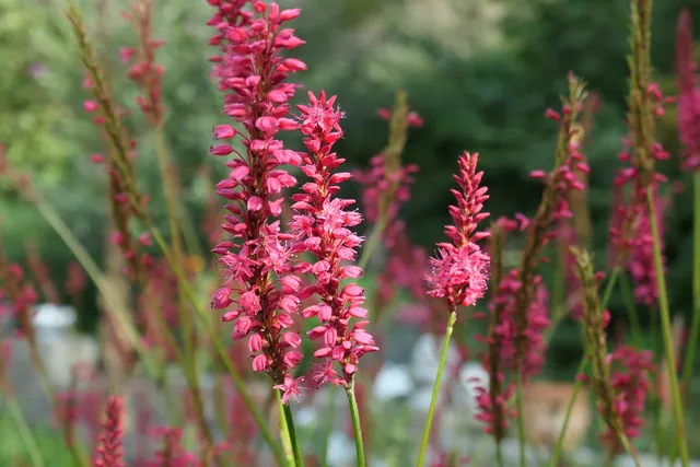 Passion Vivaces Persicaria amplexicaulis Jo and Guido's Form vivace rose