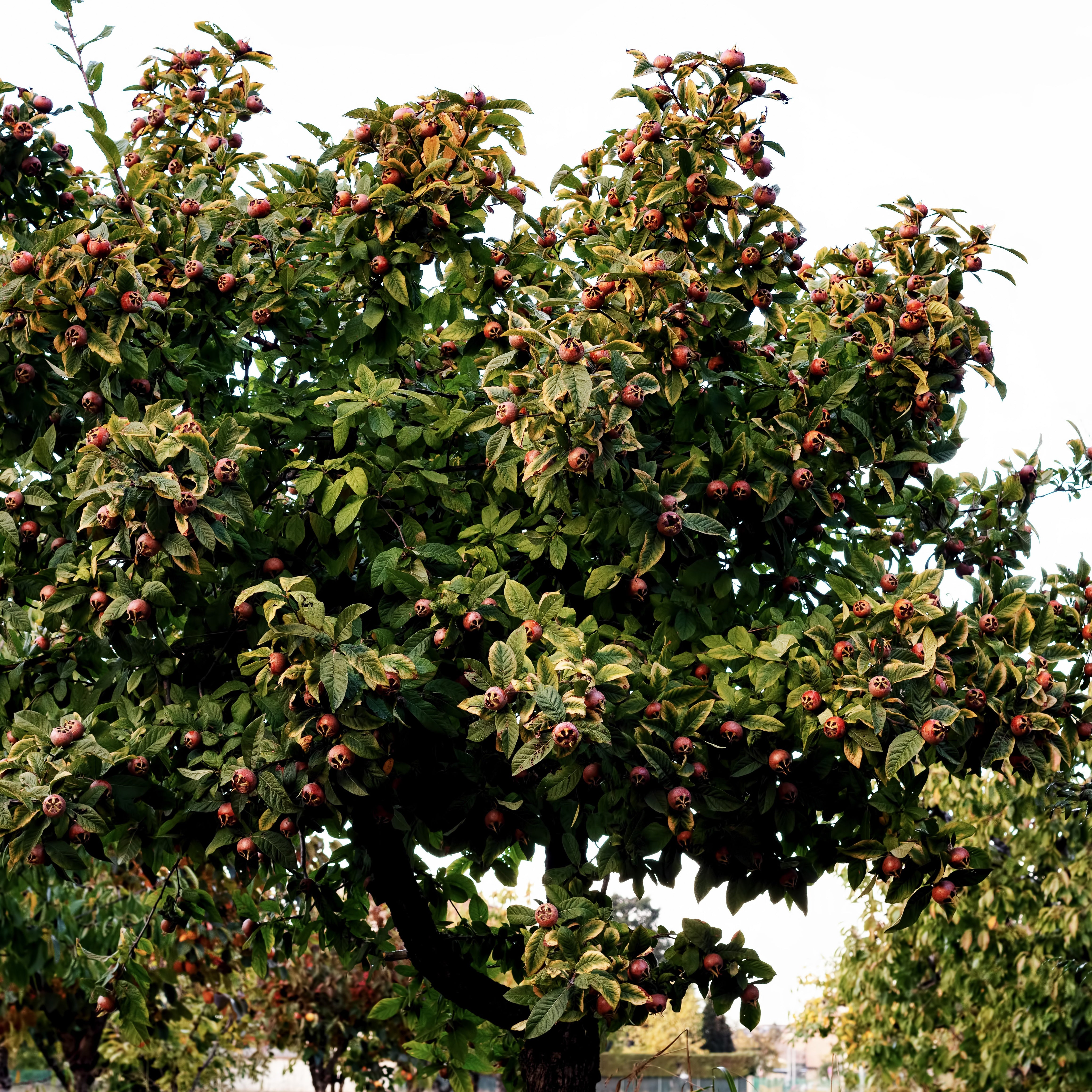 Bakker Fruitiers Néflier arbre fruitier pot 3L 80-100cm rustique