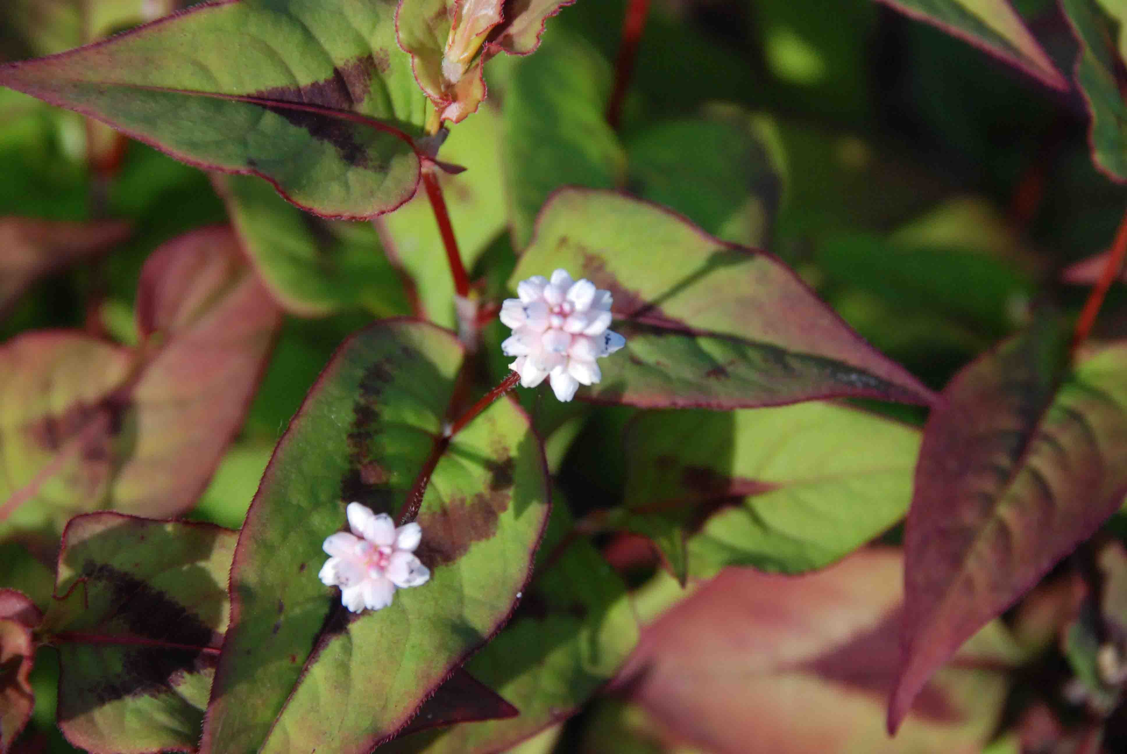 Passion Vivaces Persicaria elata couvre-sol rose godet