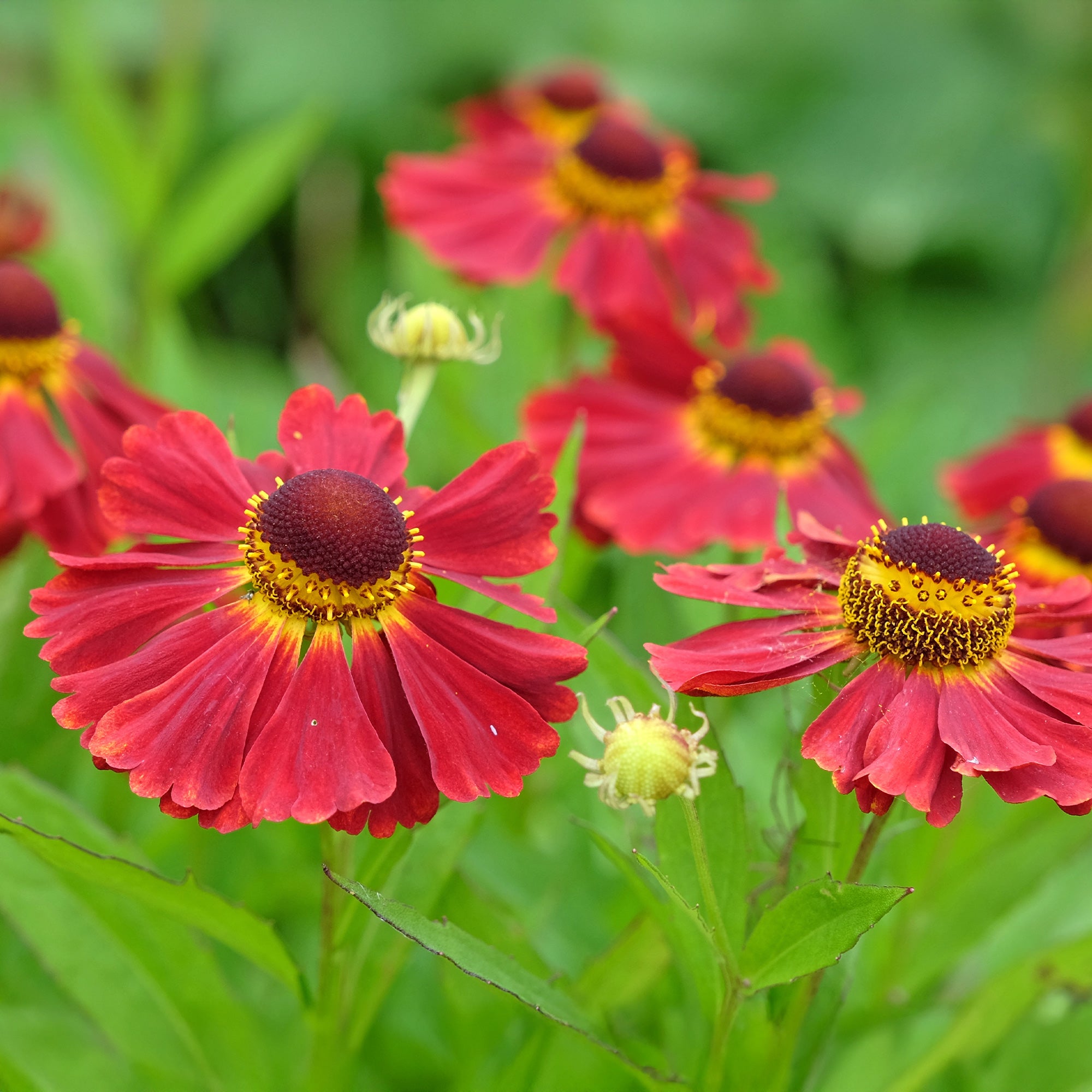 Bakker Hélénie Red Jewel plante vivace pot Ø 9cm rouge