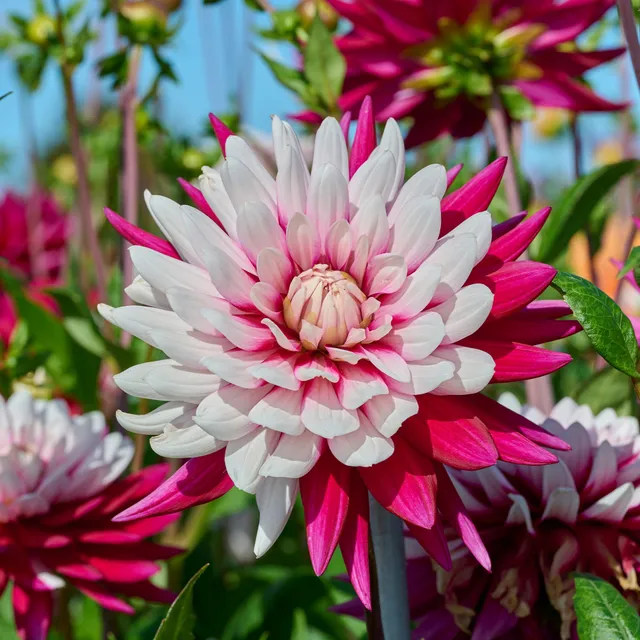 Bakker Dahlia Rebecca's World bulbe sachet 3 bicolore