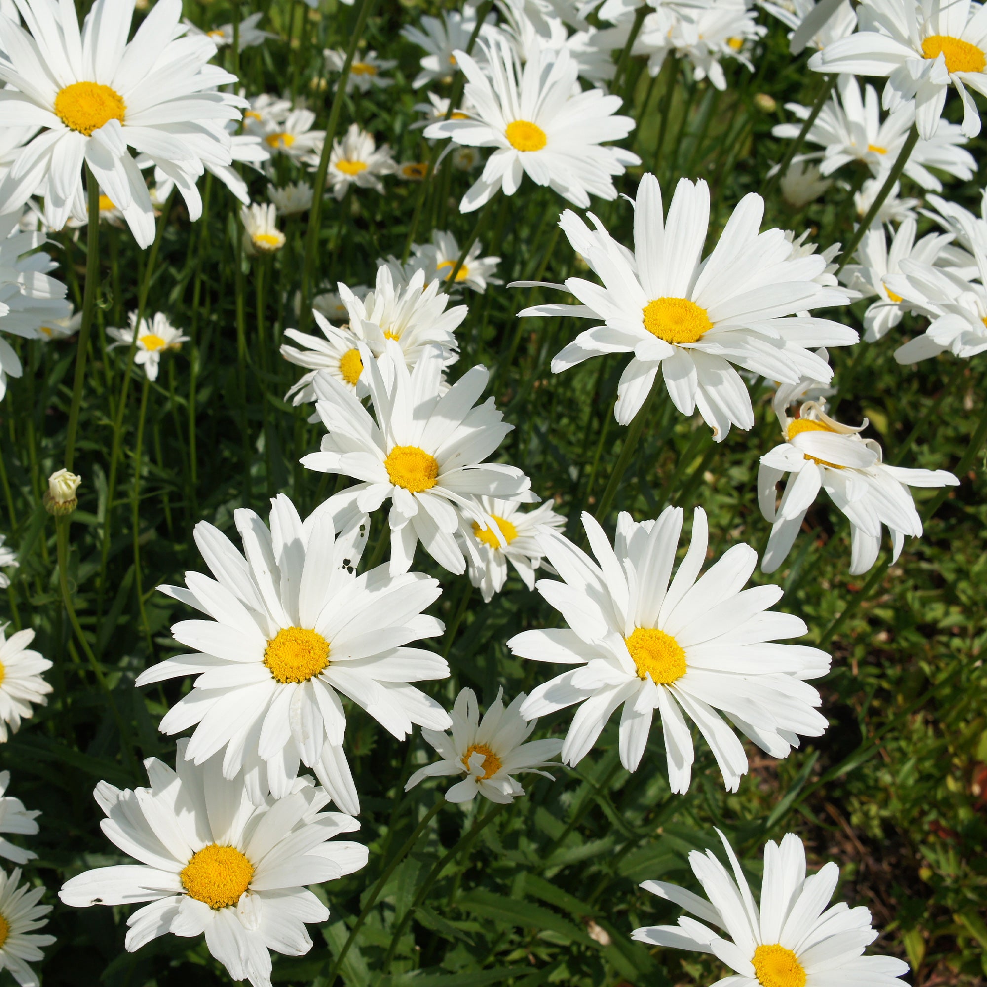 Bakker Marguerite d'été plante vivace Ø 9cm