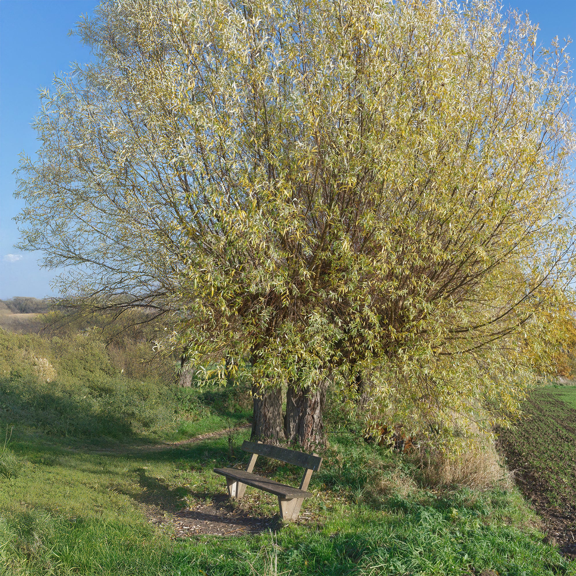 Bakker Arbres Saule blanc Salix alba pot 2L 80-100cm argenté