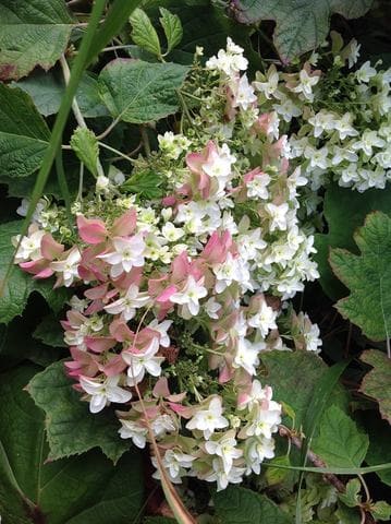 Les Hortensias du Haut Bois Snow Flake hortensia quercifolia blanc