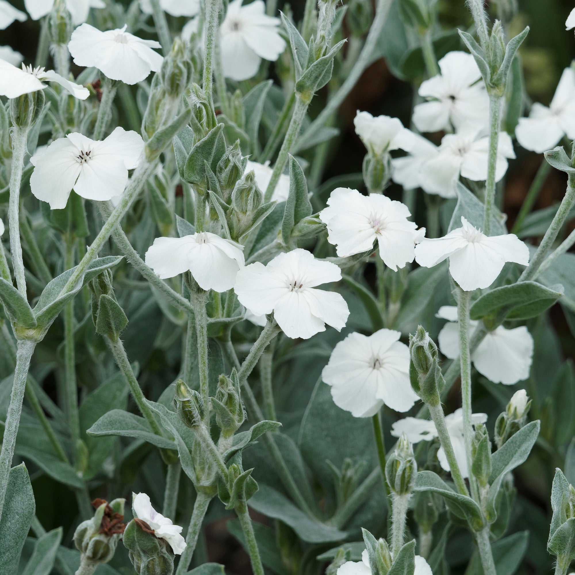 Bakker Coquelourde blanche Lychnis pot 9cm