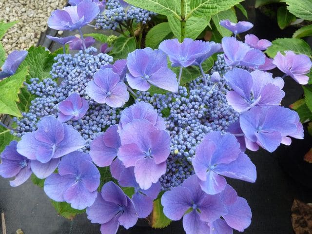 Hortensias du Haut Bois Gimpel hortensia fleurs plates godet