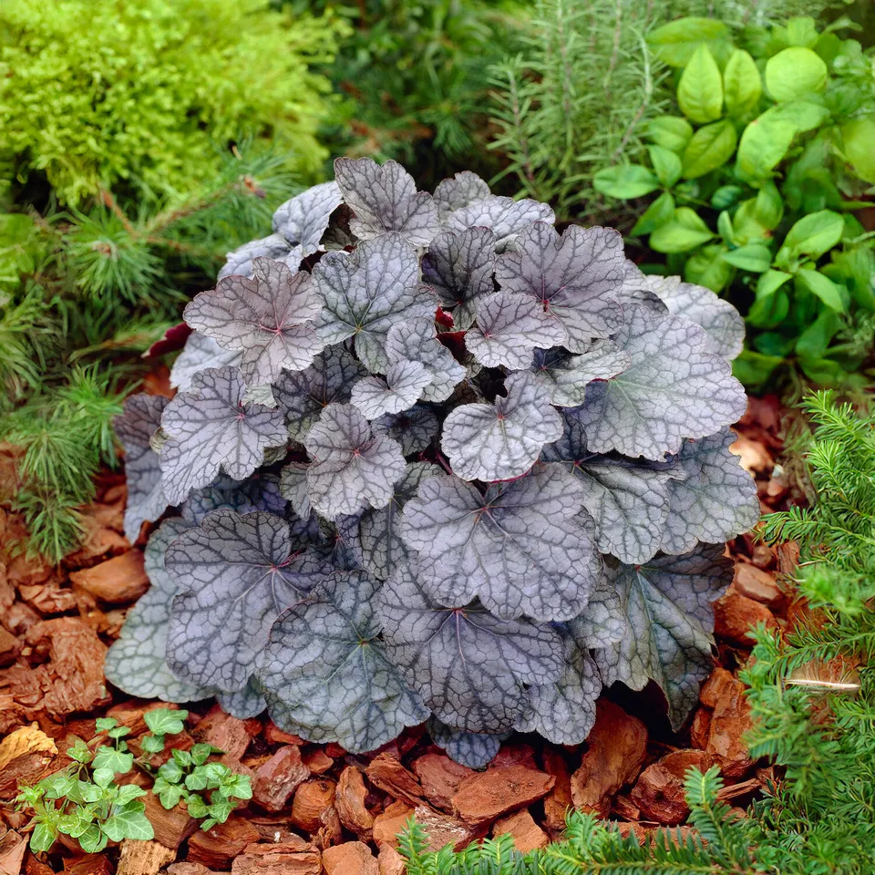 Bakker Heuchère Cascade Dawn vivace dorée pot Ø 9 cm