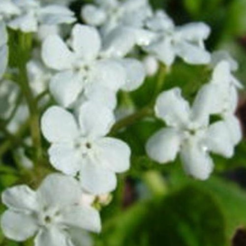 Bakker Marley's White myosotis du Caucase pot 9cm