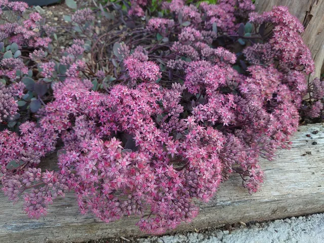 Passion Vivaces Sedum Red Canyon plante vivace rose pot 1 litre