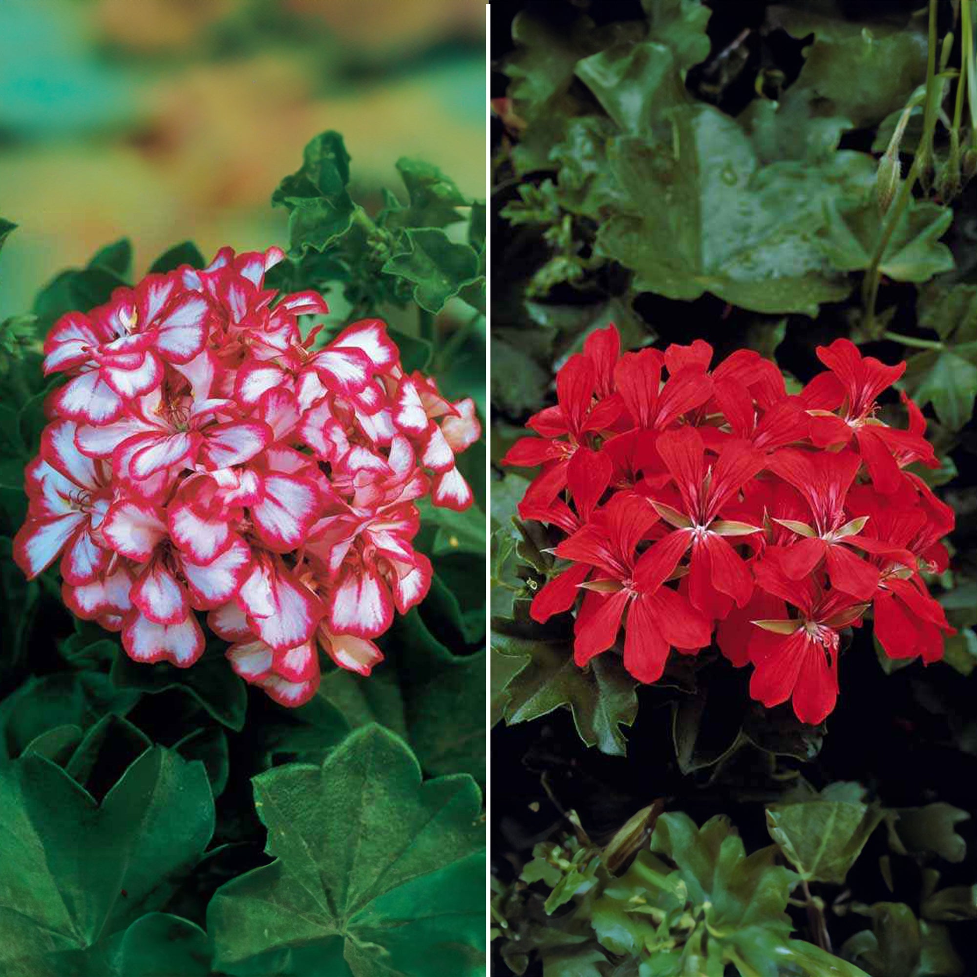 Bakker Géraniums-lierres rouge bicolore 6 pots Ø10,5cm