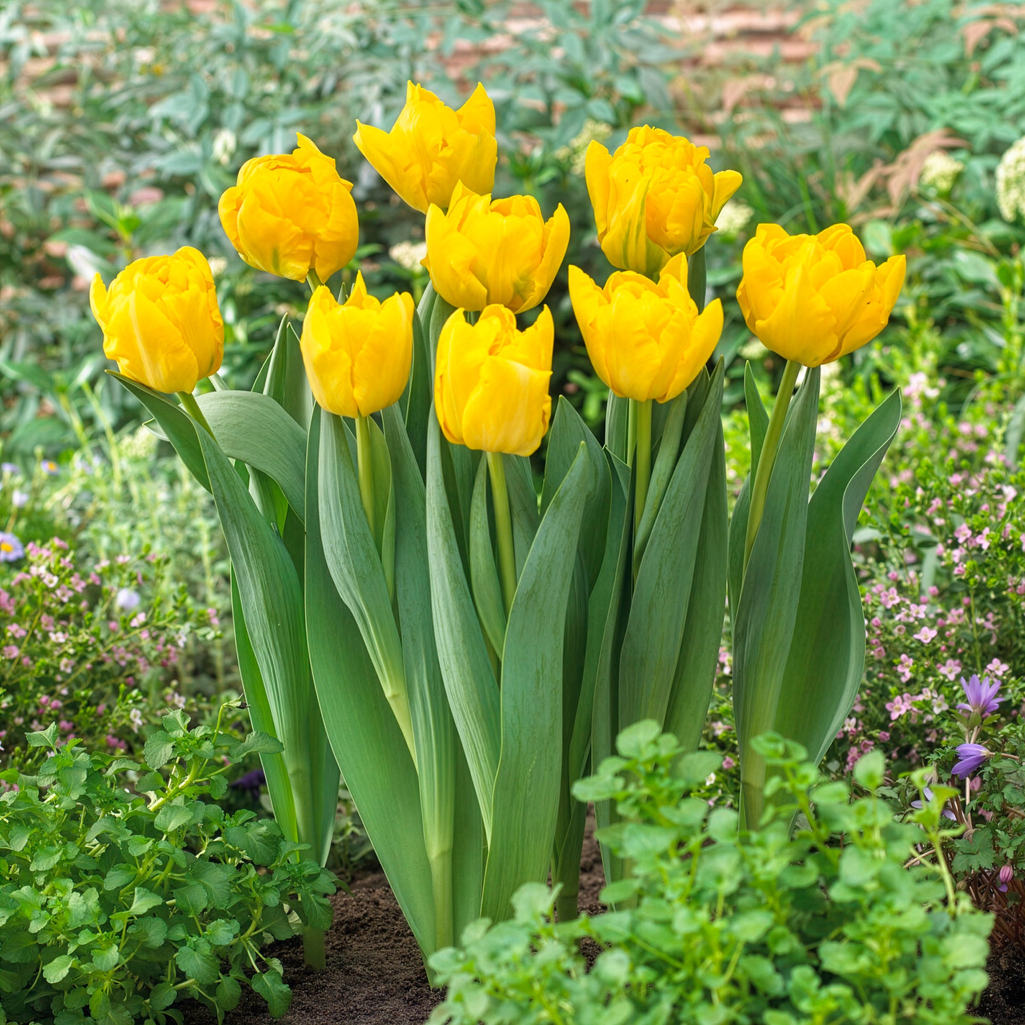 Bakker Marie Jo tulipe double hâtive 7 bulbes jaune