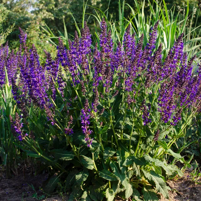 Bakker Plantes vivaces Sauge des bois Mainacht violet pot 9cm