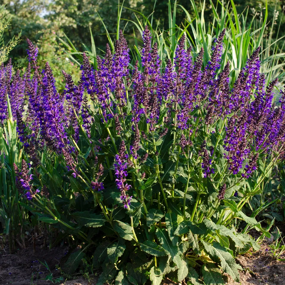 Bakker Plantes vivaces Sauge des bois Mainacht violet pot 9cm